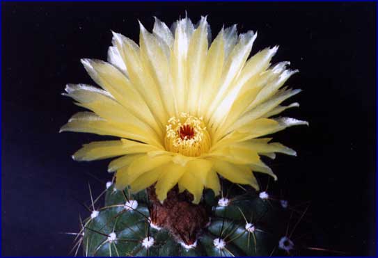 Notocactus ottonis