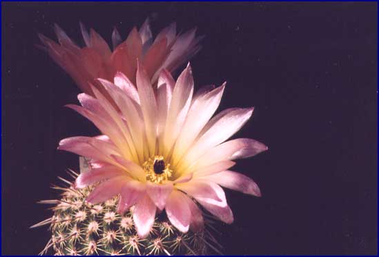 Notocactus rutilans