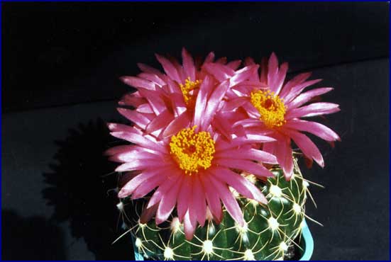 Notocactus uebelmannianus