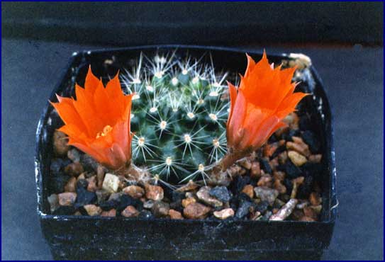 Rebutia flavistyla