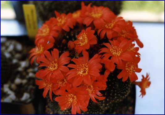 Rebutia xanthocarpa