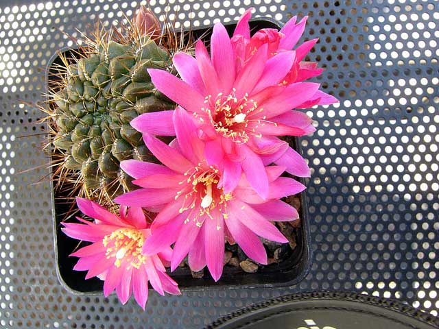 Sulcorebutia glomerispina 2
