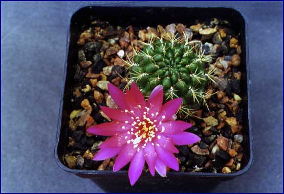 Sulcorebutia glomerispina