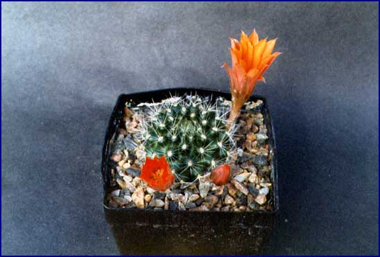 Sulcorebutia vasqueziana