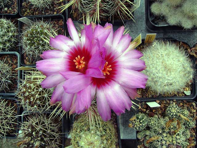 Thelocactus bicolor 2