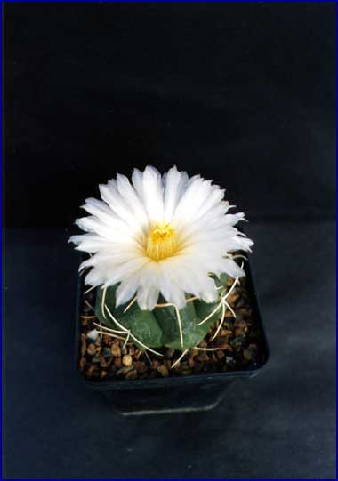 Thelocactus hexaedrophorus