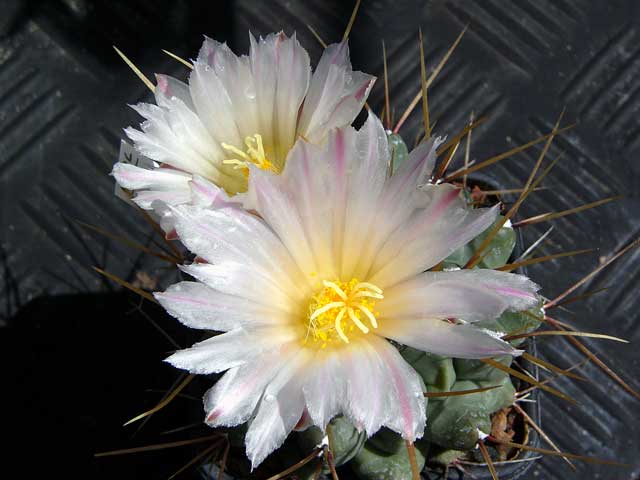Thelocactus nidulans
