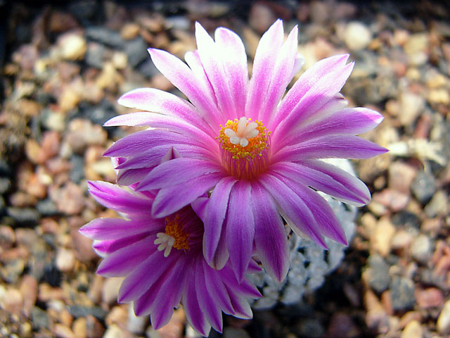 Turbinicarpus valdeziana 1