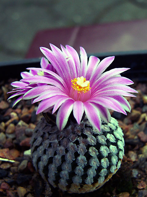 Turbinicarpus valdeziana 2