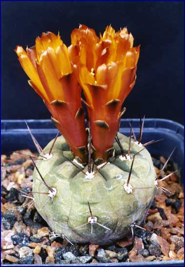 Weingartia neumanniana