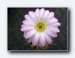Klik for forst�rrelse