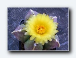 Klik for forst�rrelse