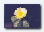 Klik for forst�rrelse