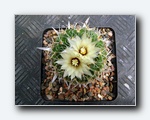 Klik for forst�rrelse