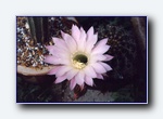Klik for forst�rrelse