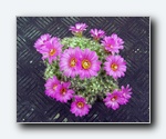Klik for forst�rrelse