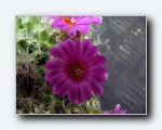 Klik for forst�rrelse