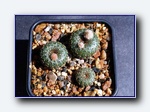 Klik for forst�rrelse