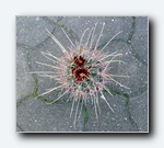 Klik for forst�rrelse