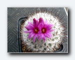 Klik for forst�rrelse