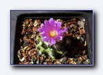 Klik for forst�rrelse