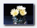 Klik for forst�rrelse