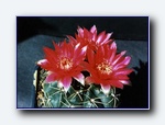 Klik for forst�rrelse