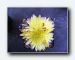 Klik for forst�rrelse
