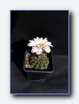 Klik for forst�rrelse