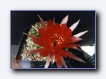 Klik for forst�rrelse
