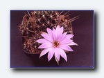 Klik for forst�rrelse