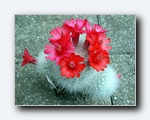 Klik for forst�rrelse