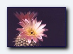 Klik for forst�rrelse