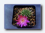 Klik for forst�rrelse