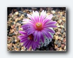 Klik for forst�rrelse