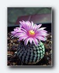 Klik for forst�rrelse