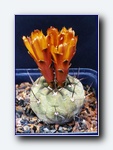 Klik for forst�rrelse