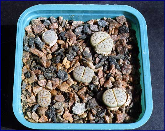 Lithops gracilidelineata