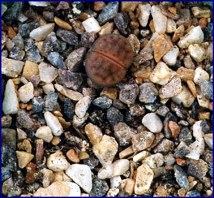 Lithops marmorata