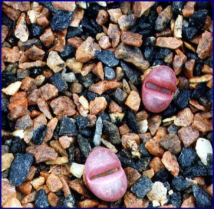 Lithops optica 'Rubra'