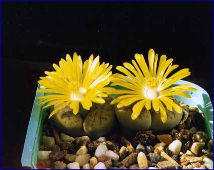 Lithops pseudotruncatella var archerae - blomst