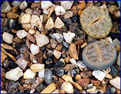 Lithops pseudotruncatella var archerae