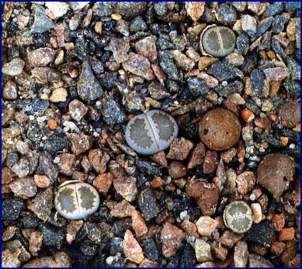 Lithops salicola