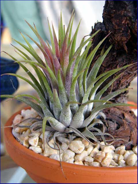 Tillandsia 2