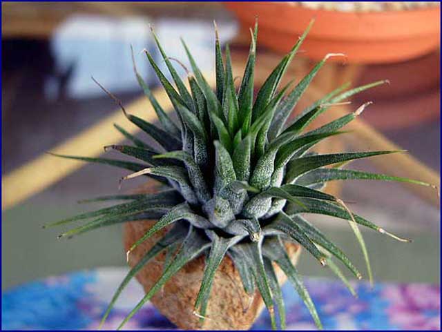 Tillandsia 3