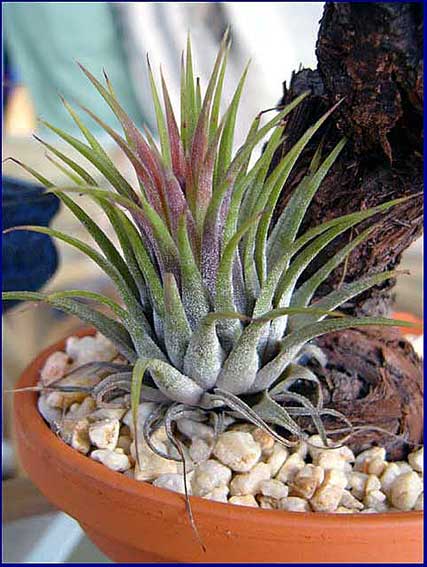 Tillandsia