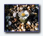 Klik for forst�rrelse