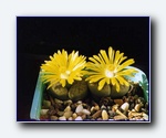 Klik for forst�rrelse
